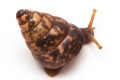 Giardia sp. Duong Dong, Phu Quoc,Vietnam semiadult